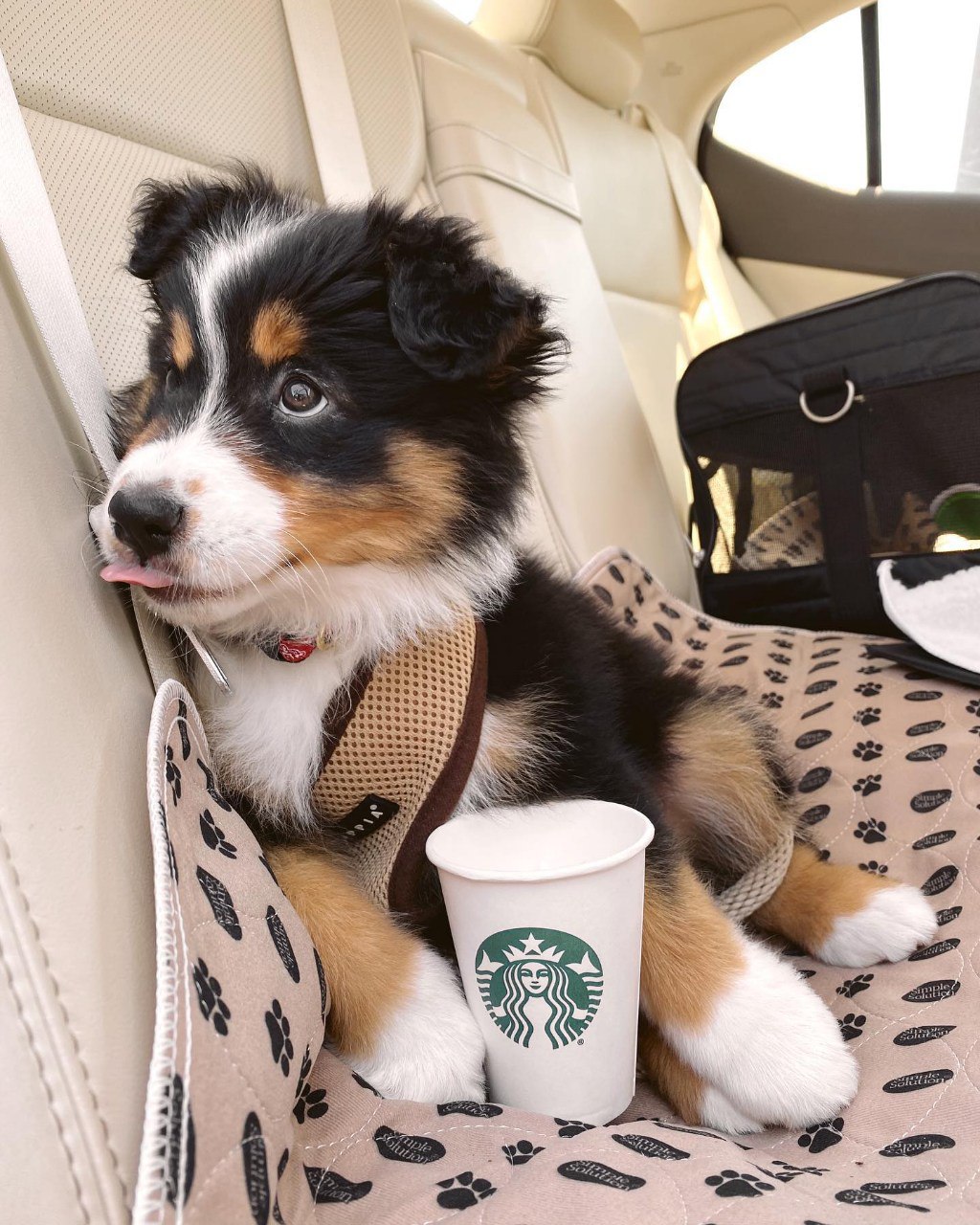 Murphy - Australian Shepherd Puppy